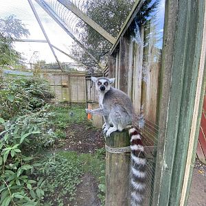 Ring-tailed lemur 151022