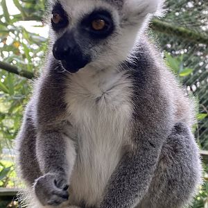 Ring-tailed lemur 151022