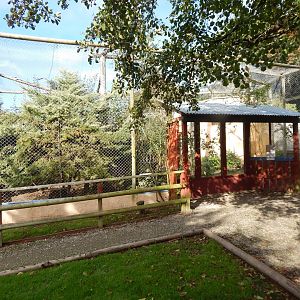 Serval enclosure 151022