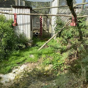 Black and white ruffed lemur enclosure 151022