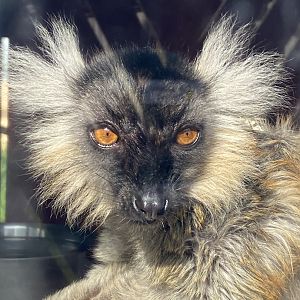 Black lemur 151022