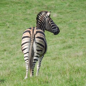 African Grassland - Chapman's zebra 151022