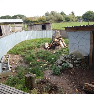 African Grasslands - Meerkat and Crested porcupine exhibit 151022