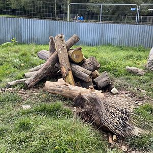African Grasslands - Crested porcupine 151022