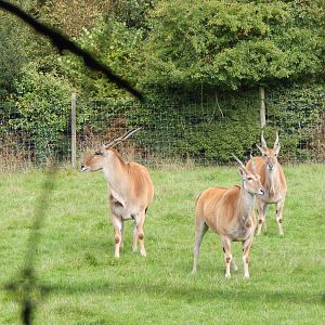 African Grasslands - Common elands 151022