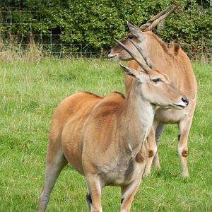 African Grassland - Common elands 151022
