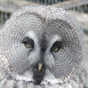 Eurasian great grey owl 151022