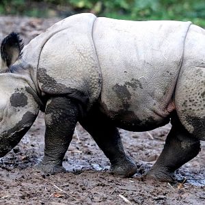 Indian rhinoceros calf; Chester Zoo; 30th October 2022