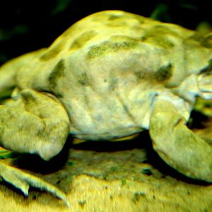 Lake Titicaca frog; Chester Zoo; 30th October 2022