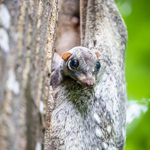 The wild baby Sunda flying lemur (Galeopterus variegatus)