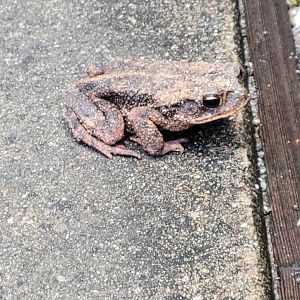 Unknown Toad sp. (Central Texas)
