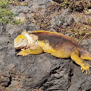 Galapagos Land Iguana (Conolophus subcristatus)