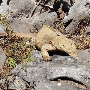 Santa Fe Land Iguana(Conolophus pallidus)