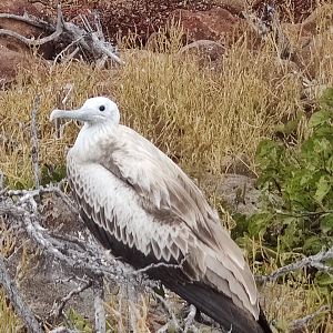 Wild Leucistic Magnificent Frigatebird