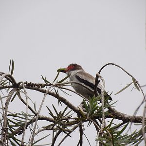Masked Tityra (Monteverde May 2022)
