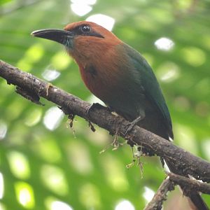 Broad-Billed Motmot