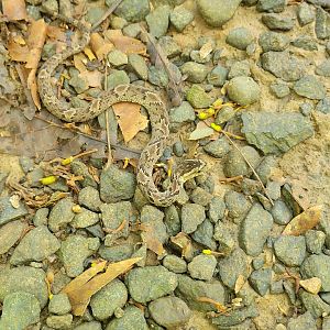 False Fer-de-Lance (May 2022 Soltis Center)