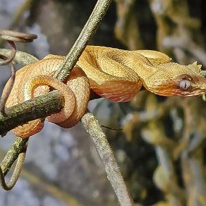 Neonate Eyelash Viper (May 2022 Soltis Center)