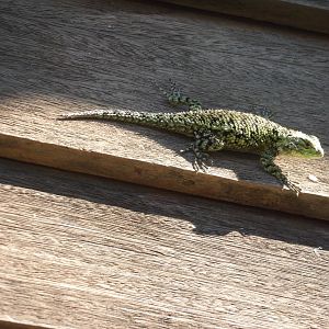 Emerald Swift (May 2022 Monteverde)