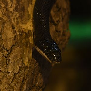 Black rat snake