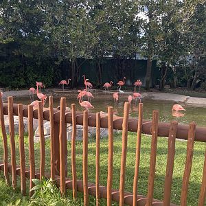 Key West- Caribbean Flamingo Exhibit