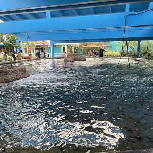 Key West- Stingray Touchpool
