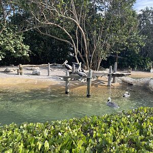 Key West- Pelican Exhibit