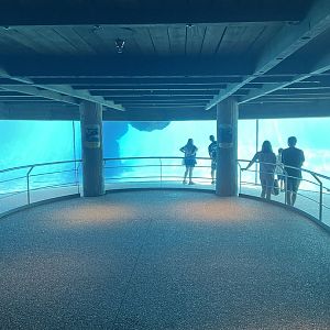 Key West- Dolphin Underwater Viewing