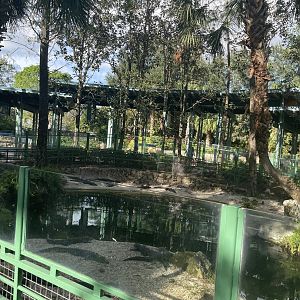 American Alligator Exhibit