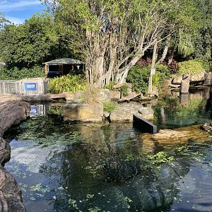 Manatee Rescue- Manatee Exhibit #1