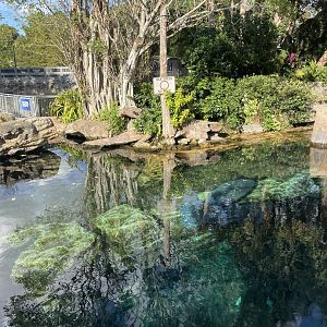 Manatee Rescue- Manatee Exhibit #2