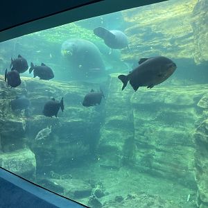 Manatee Rescue- Manatee Underwater Viewing