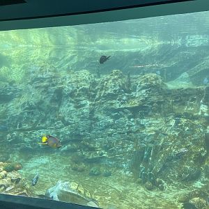 Turtle Trek- Sea Turtle Underwater Viewing