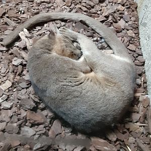 Sleeping Fossa