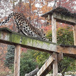 Amur Leopard