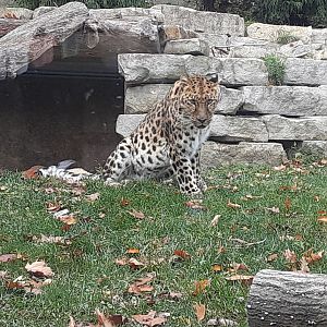 Amur Leopard