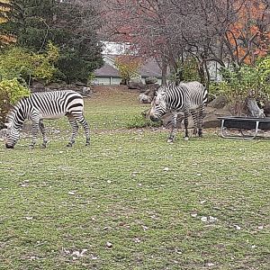 Hartmann's Mountain Zebras