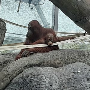 Bornean Orangutans