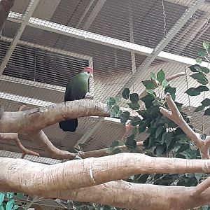 'Stanley' the Red-crested Turaco