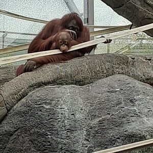 Bornean Orangutans
