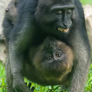 Moor Macaque - Macaca maura