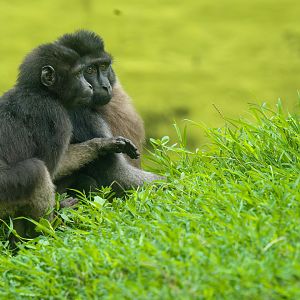 Moor Macaque - Macaca maura