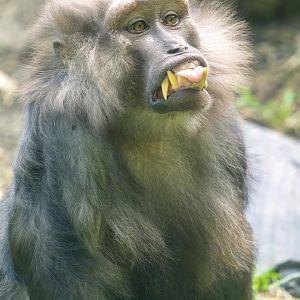 Moor Macaque - Macaca maura