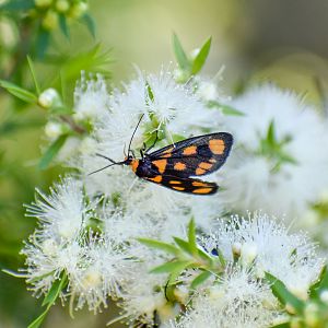 Spotted Lichen Moth (Asura cervicalis)