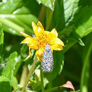 Crotalaria Moth (Utetheisa lotrix)