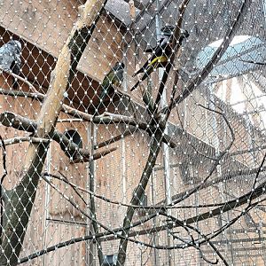 African grey Parrots and Patagonian Conures