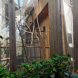 Rainbow Lorikeet Aviary