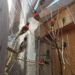 Rainbow Lorikeets