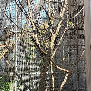 Budgerigar Breedingform, Cockatiel and Fishers Lovebird Aviary