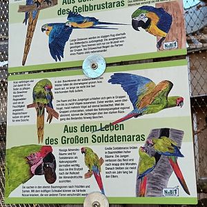 Signage Example Blue and gold Macaw, Great green Macaw